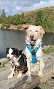 Roxie et Tobby en promenade